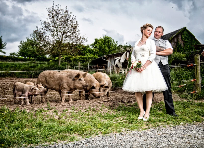 Brautpaar auf dem Bauernhof | Peter Lauritis Photography Brautpaar auf dem Bauernhof: Brautpaar am Weidezaun, daneben Schweine und ein Pferd