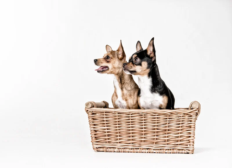 Zwei Hunde im Korb | Peter Lauritis Photography Hundefotos im Studio: zwei kleine Hunde sitzen in einem Weidenkorb vor weißem Hintergrund