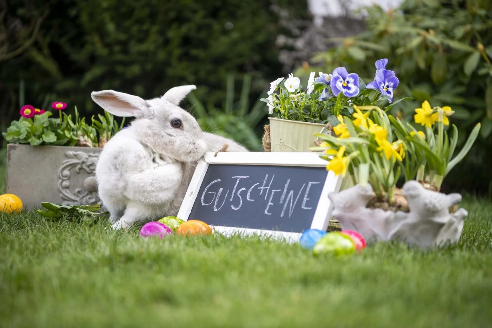 Weißes Kaninchen sitzt im Gras neben einer Tafel mit der Aufschrift Gutscheine und bunten Ostereiern