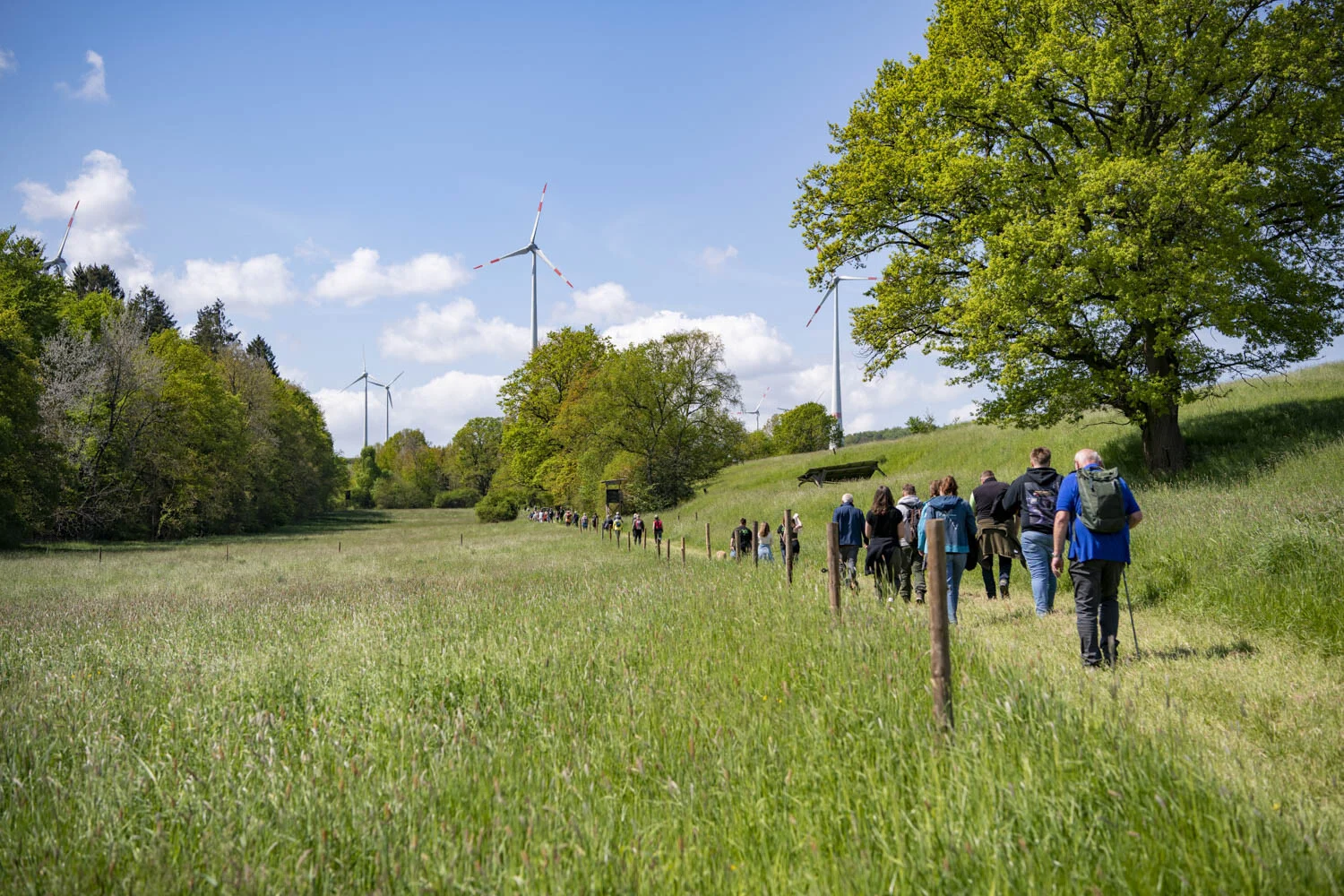 Wandernde auf einer Wiese, im Hintergrund Windräder und ein großer Baum