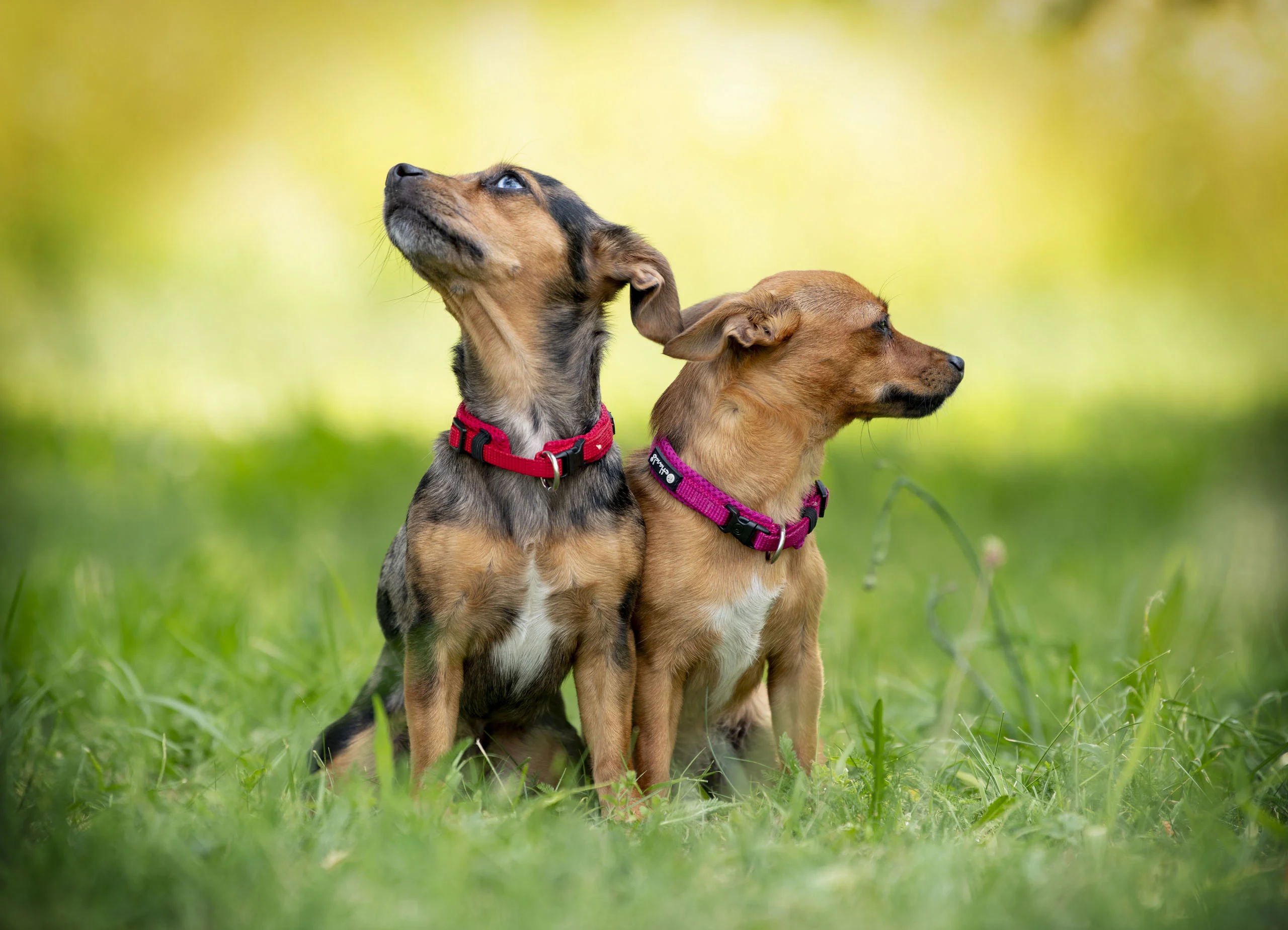 Zwei kleine Hunde sitzen dicht beieinander und schauen aufmerksam nach oben