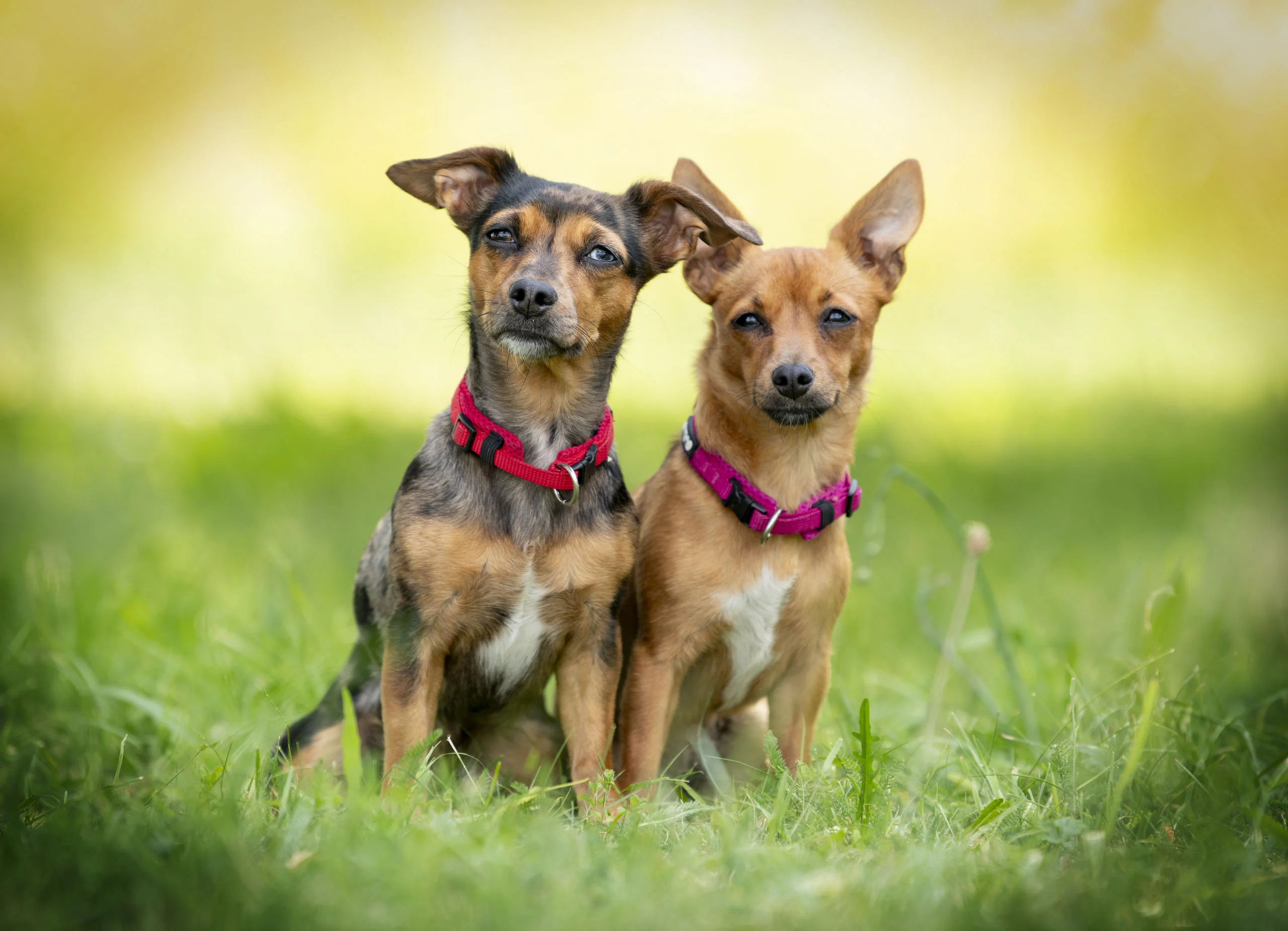 Hundeshooting in Kirchhain: zwei kleine Hunde sitzen nebeneinander auf einer grünen Wiese
