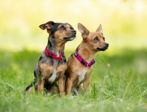 Actionreiche Hundefotos auf grüner Wiese in Kirchhain