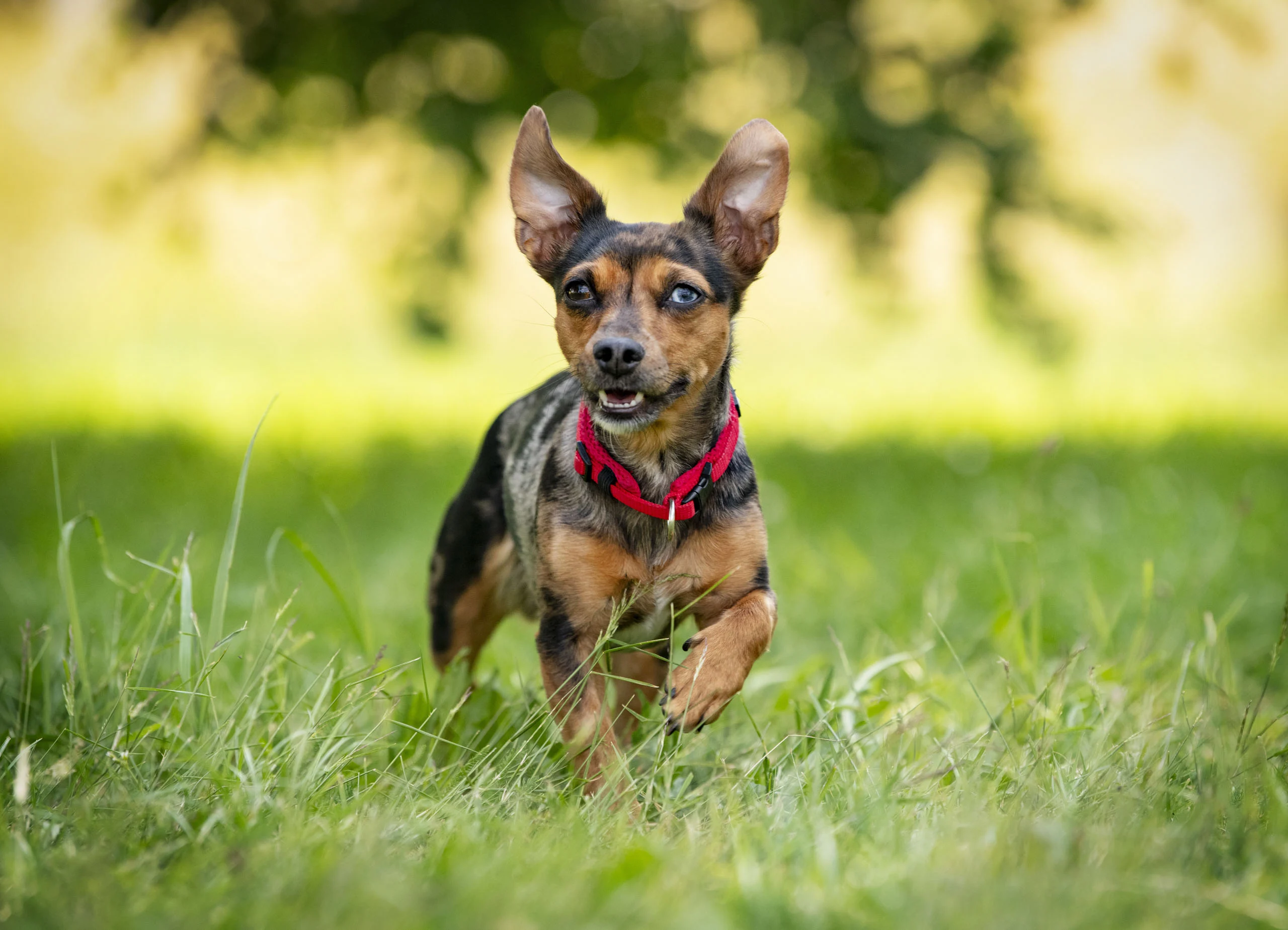 Hundeshooting auf der Wiese: kleiner Hund mit großen Ohren rennt auf die Kamera zu
