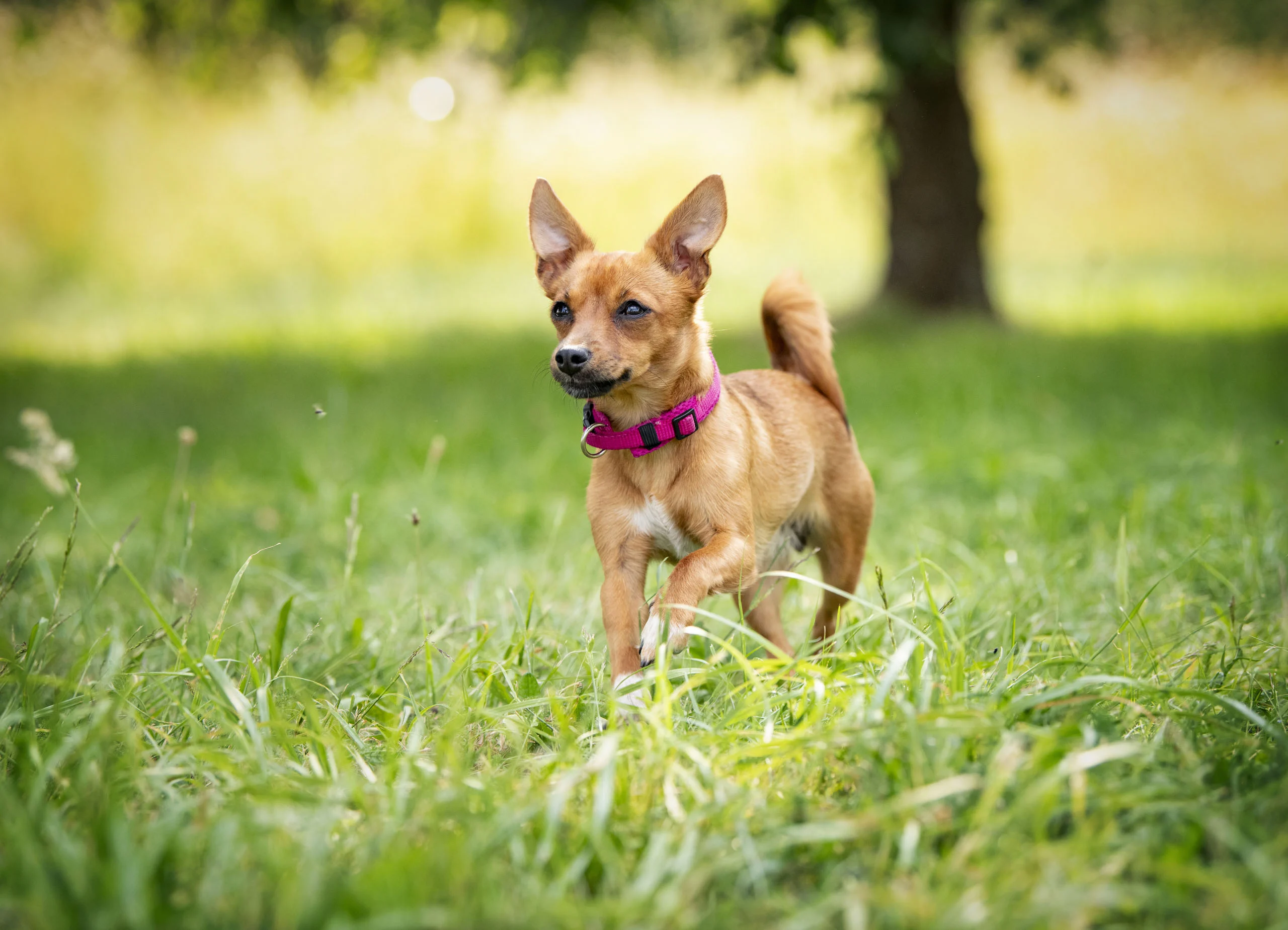 Hellbrauner Hund läuft durch das Gras, im Hintergrund ein großer Baum