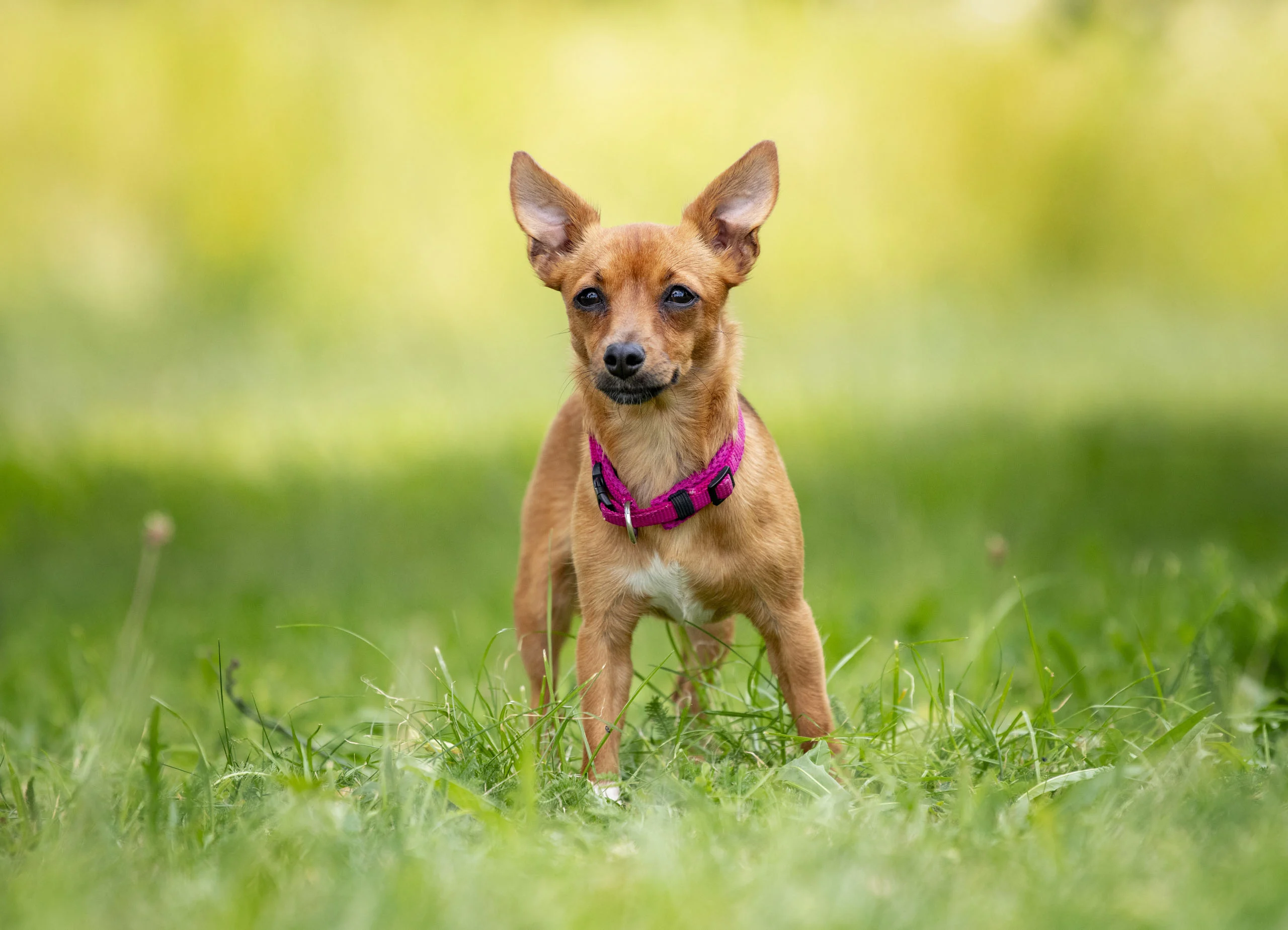 Hellbrauner kleiner Hund mit pinkem Halsband steht im hohen Gras