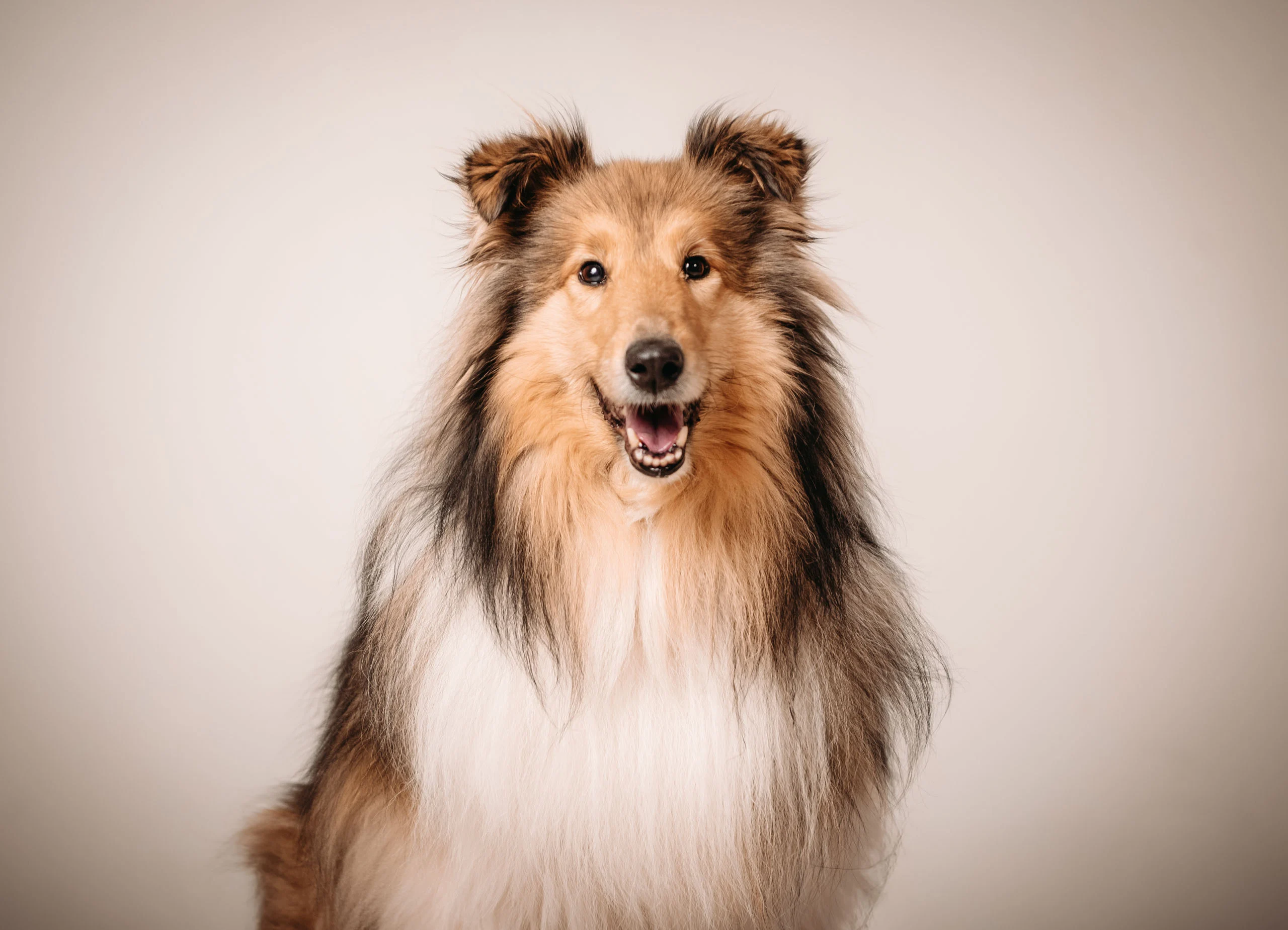 Porträt eines Collies mit offenem Maul vor hellem Hintergrund